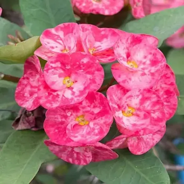 Pink_Euphorbia_Milii_Flower_Plant