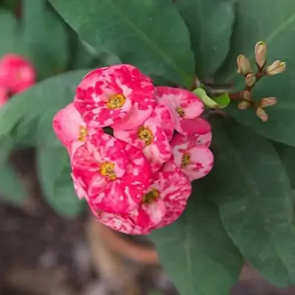 Pink_Euphorbia_Milii_Flower_Plant