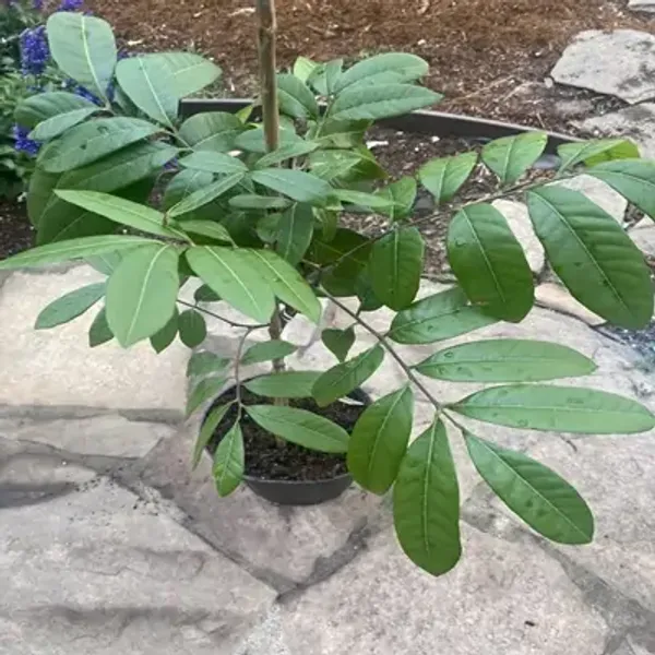 Yellow_4Season_Longan_Grafted_Fruit_Plant