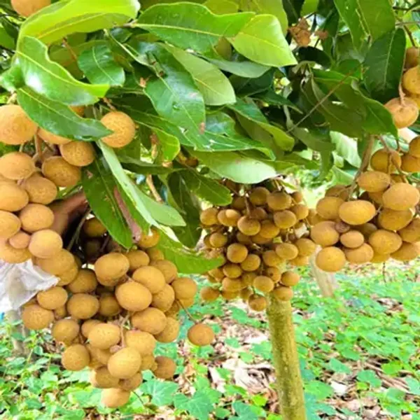 Yellow_4Season_Longan_Grafted_Fruit_Plant