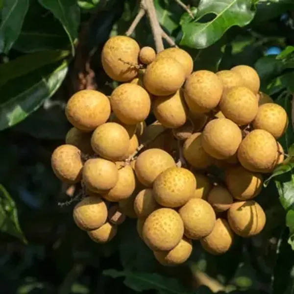 Yellow_4Season_Longan_Grafted_Fruit_Plant