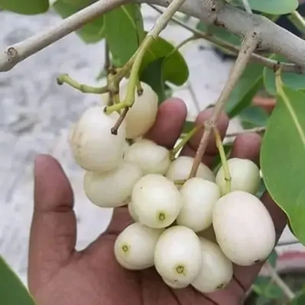 White_Thai_Variety_Jamun_Grafted_&_Amp_Hybrid_Fruit_Plant