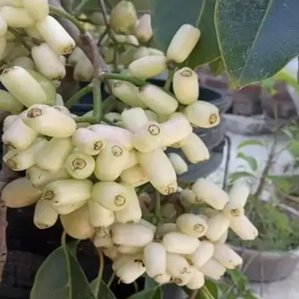 White_Thai_Variety_Jamun_Grafted_&_Amp_Hybrid_Fruit_Plant