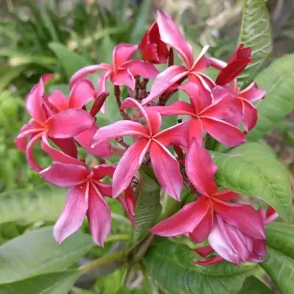 Pink_Dwarf_Variety_Plumeria_Flower_Plant