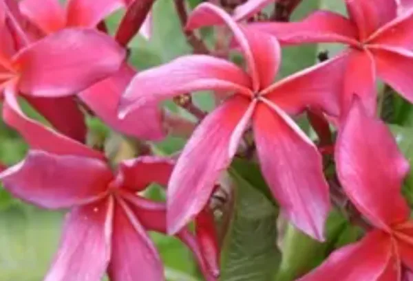 Pink_Dwarf_Variety_Plumeria_Flower_Plant
