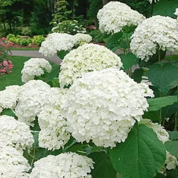 White_Hybrid_Hydrangea_Flower_Plants_White