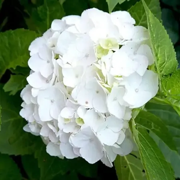 White_Hybrid_Hydrangea_Flower_Plants_White