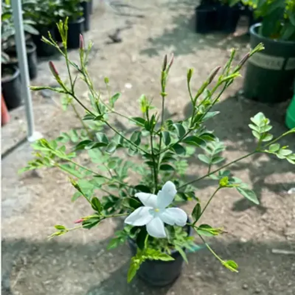 White_Indian_Jasmine_Flower_Plant