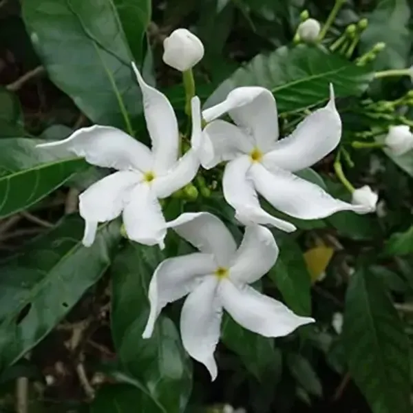 White_Indian_Jasmine_Flower_Plant