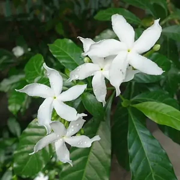 White_Indian_Jasmine_Flower_Plant