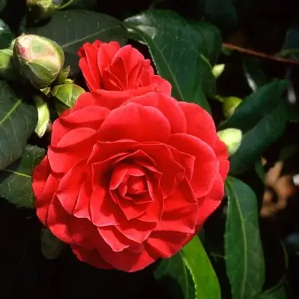 Red_Camellia_Flower_Plant