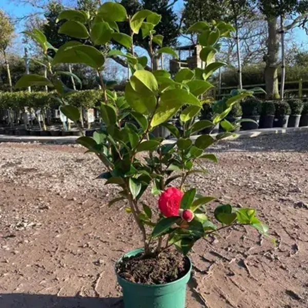 Red_Camellia_Flower_Plant