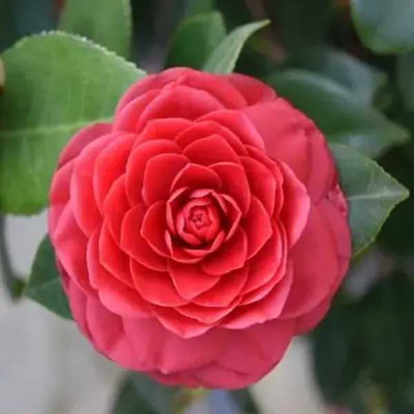 Red_Camellia_Flower_Plant