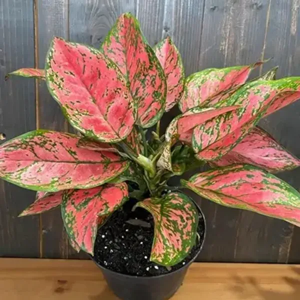 Pink_&_Green_Aglaonema_Lady_Valentine