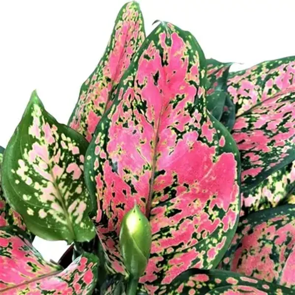Pink_&_Green_Aglaonema_Lady_Valentine