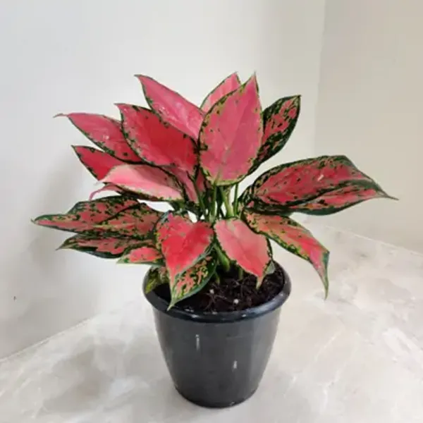 Pink_&_Green_Aglaonema_Lady_Valentine