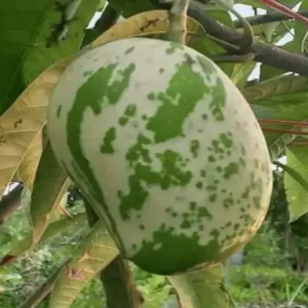 Green_Chiltaverigated_Mango_Grafted_Fruit_Plant