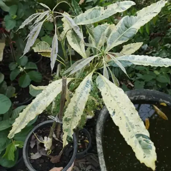Green_Chiltaverigated_Mango_Grafted_Fruit_Plant