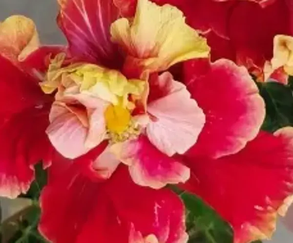 Red_Double_Petal_Variety_Grafted_Hibiscus_Flower_Plant