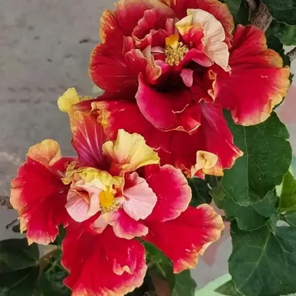 Red_Double_Petal_Variety_Grafted_Hibiscus_Flower_Plant