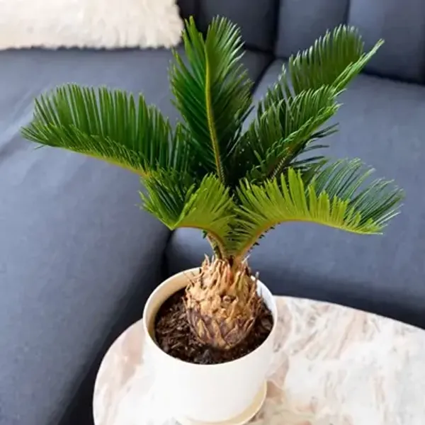 Green_Premium_Cycnus_Plam_Plant