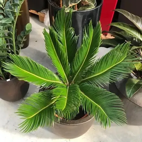Green_Premium_Cycnus_Plam_Plant