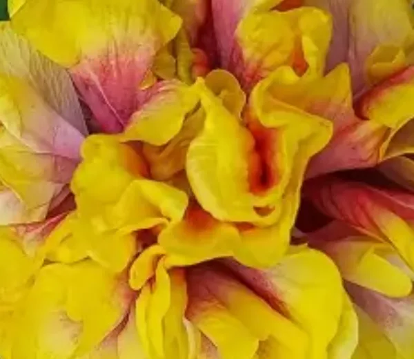 Yellow_Double_Petal_Variety_Grafted_Hibiscus_Flower_Plant