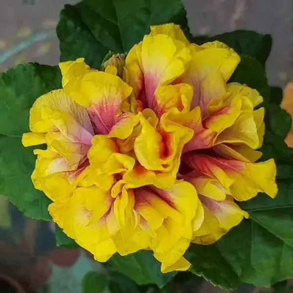 Yellow_Double_Petal_Variety_Grafted_Hibiscus_Flower_Plant