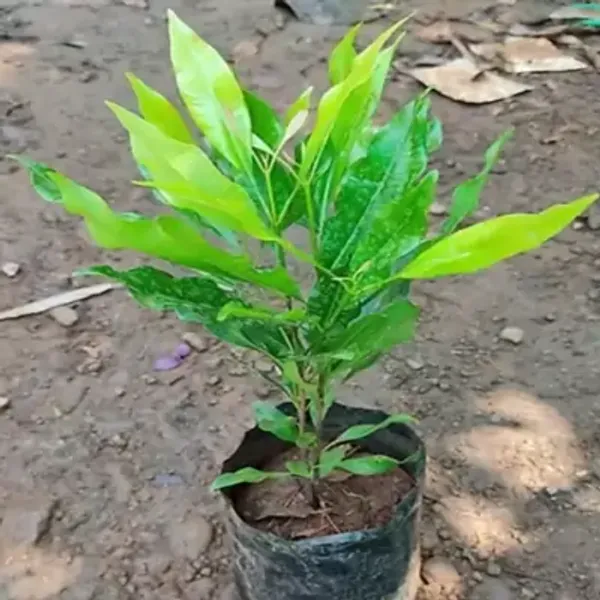 Clove_Plants_Lobongo