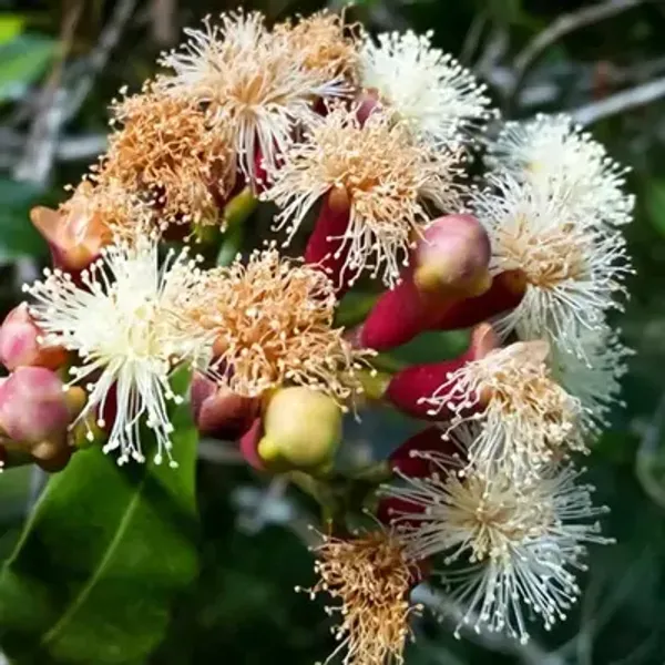 Clove_Plants_Lobongo