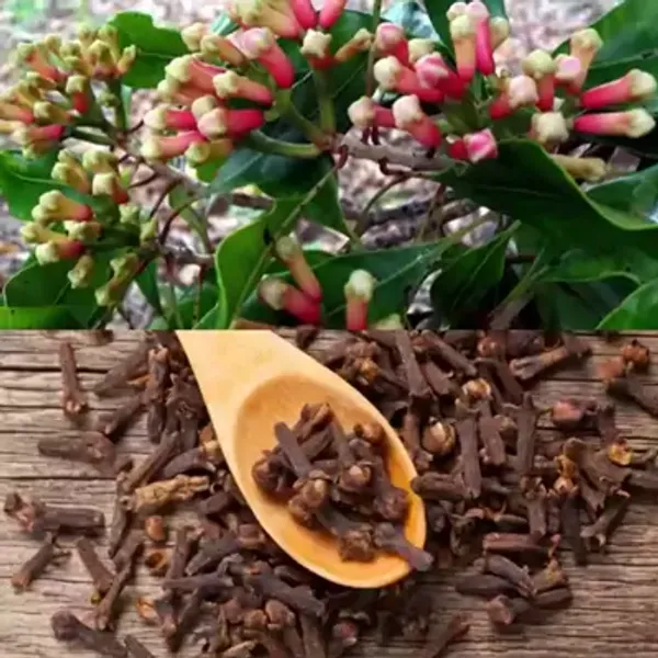 Clove_Plants_Lobongo