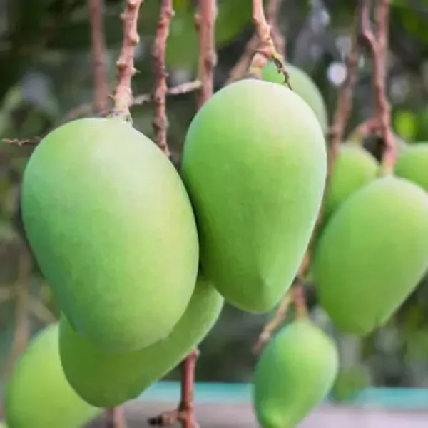 Green_Langra_Mango_Fruit_Plant