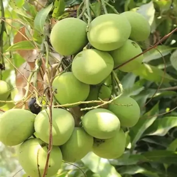 Green_Langra_Mango_Fruit_Plant