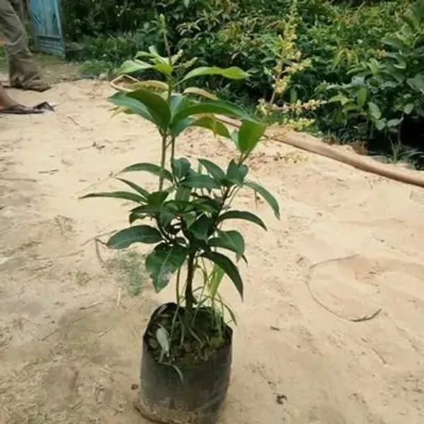 Green_Langra_Mango_Fruit_Plant