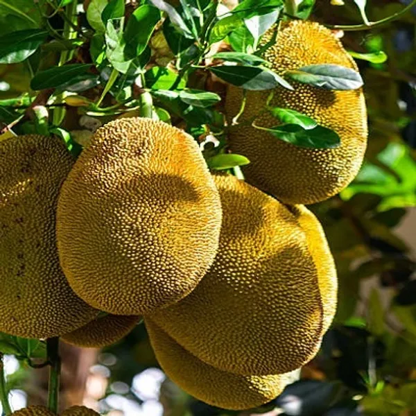 Yellow_All_Time_Jackfruit_Grafted_Fruit_Plant