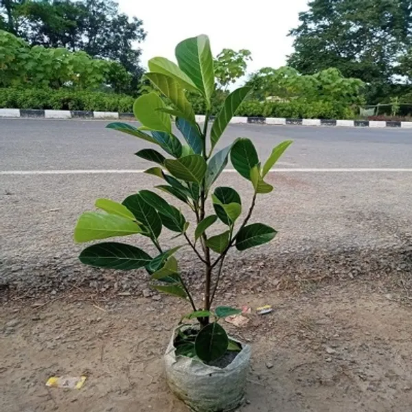 Yellow_All_Time_Jackfruit_Grafted_Fruit_Plant