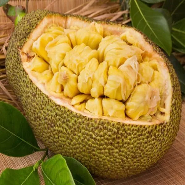 Yellow_All_Time_Jackfruit_Grafted_Fruit_Plant
