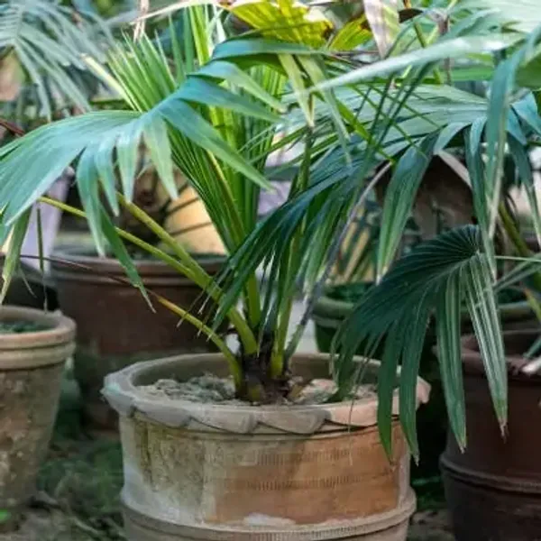 Green_Premium_Sampen_Plam_Plant