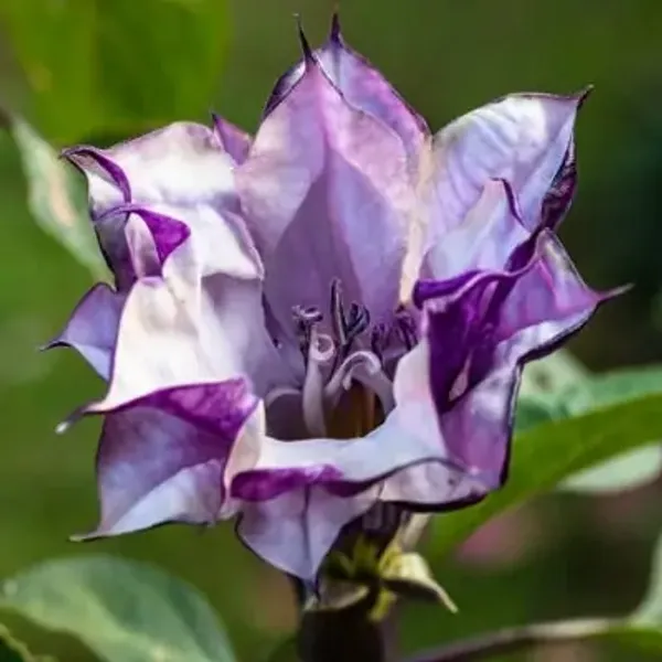 Pink_Dhutra_Flower_Plant_Double_Petal