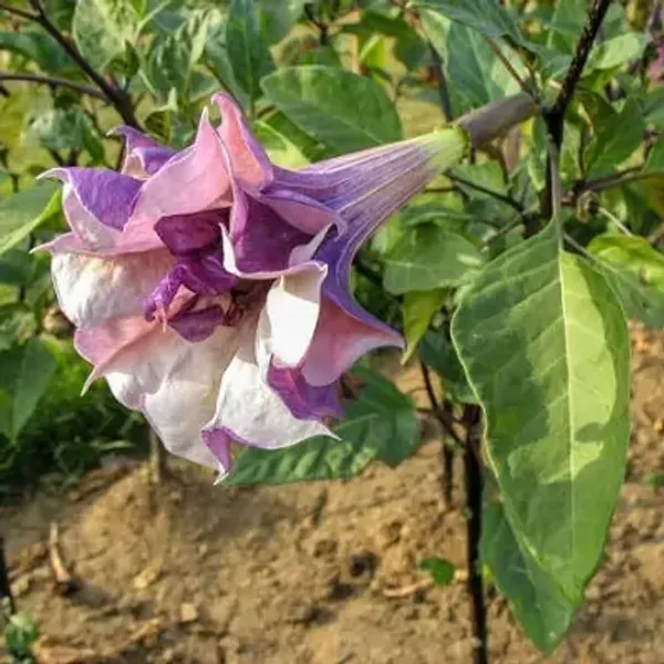 Pink_Dhutra_Flower_Plant_Double_Petal