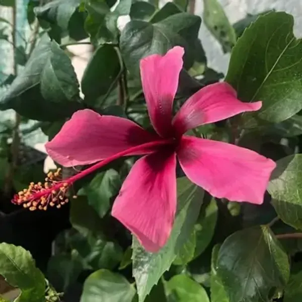 Dark_Pink_Spider_Hibiscus_Flower_Plant