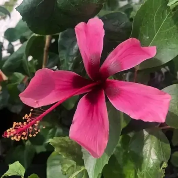 Dark_Pink_Spider_Hibiscus_Flower_Plant