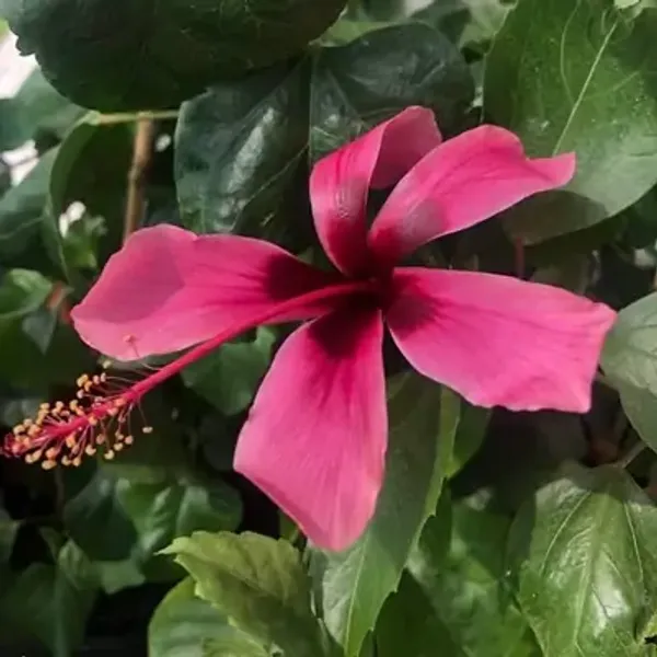 Dark_Pink_Spider_Hibiscus_Flower_Plant