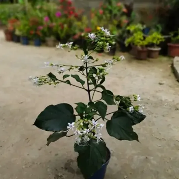 White_Clerodendrum_Infortunatum_Hill_Glory_Bhat_Flow