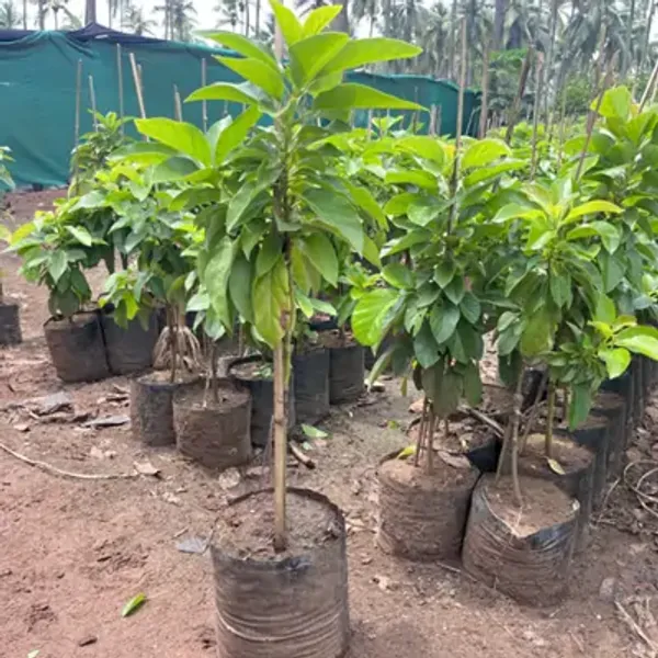 Black_Hass_Avocado_Fruit_Plant