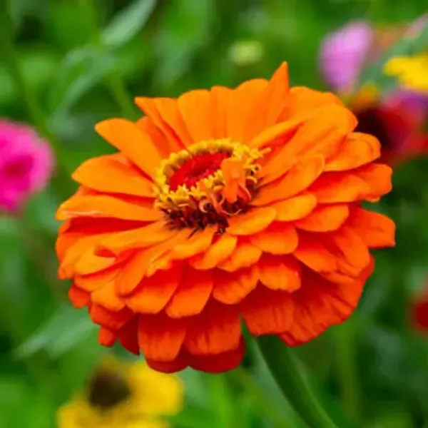 Orange_Zinnia_Flower_Plant_Orange