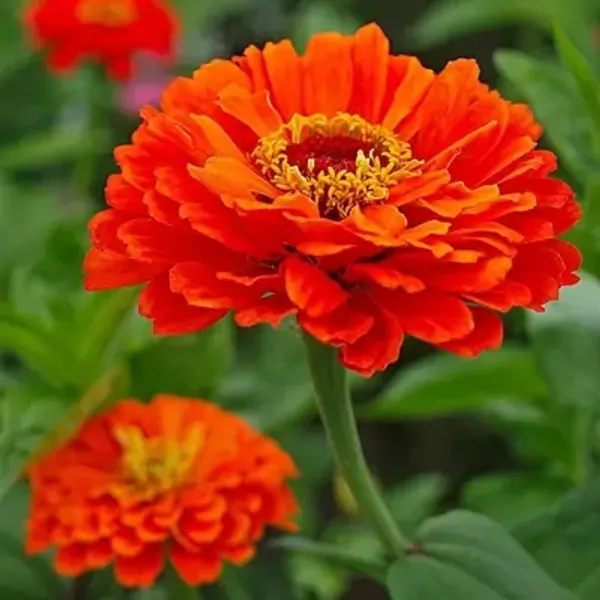 Orange_Zinnia_Flower_Plant_Orange
