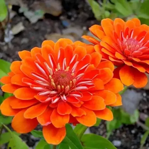 Orange_Zinnia_Flower_Plant_Orange