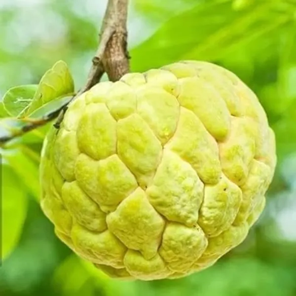 Yellow_Golden_Custard_Apple_Grafted_&_Amp_Hybrid_Fruit_Plant