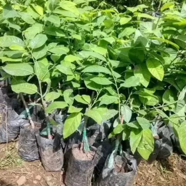 Yellow_Golden_Custard_Apple_Grafted_&_Amp_Hybrid_Fruit_Plant